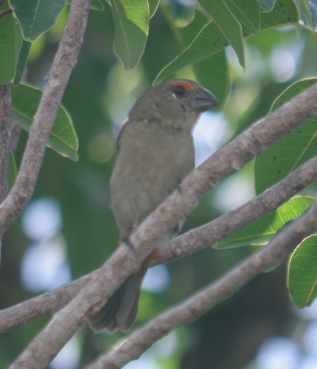 Pèrenoir petit-coq - ML643263481