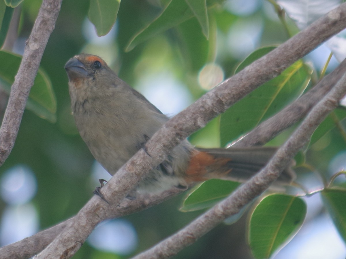 Pèrenoir petit-coq - ML643263482
