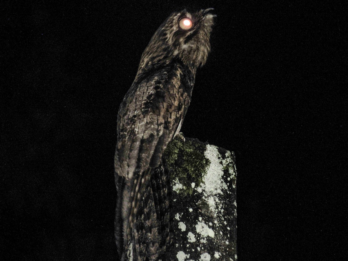 Common Potoo - ML643263514