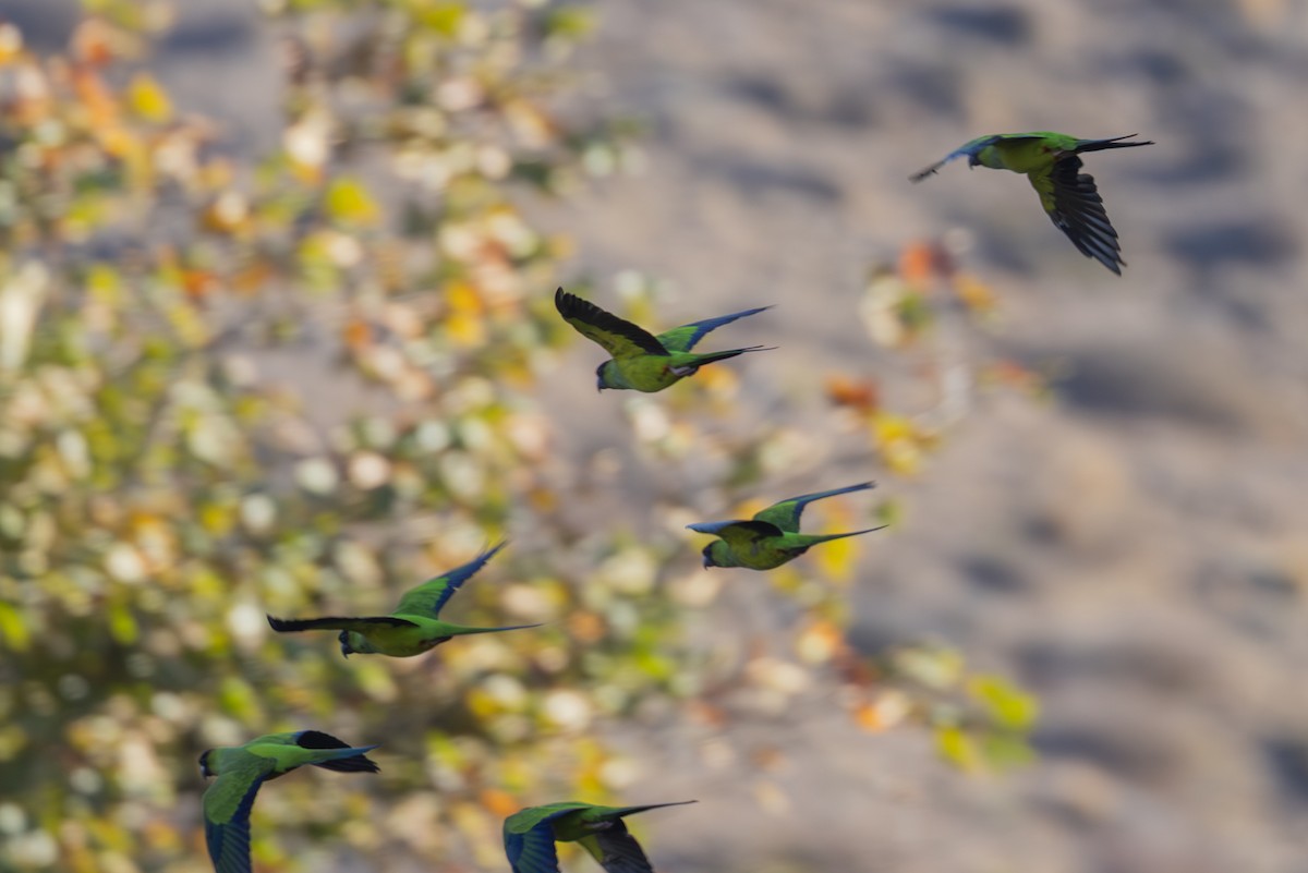 Nanday Parakeet - ML643263516