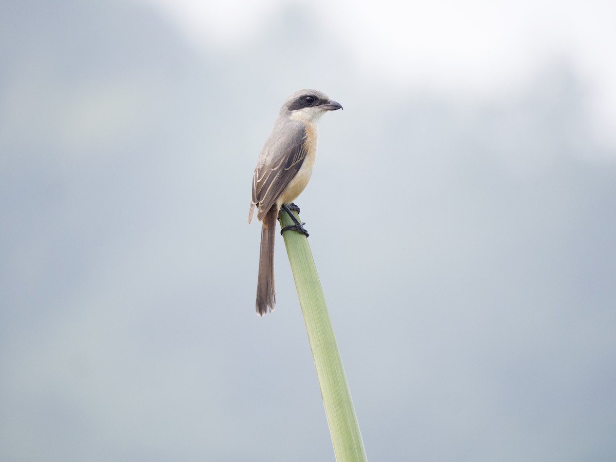 Gray-backed Shrike - ML643263526