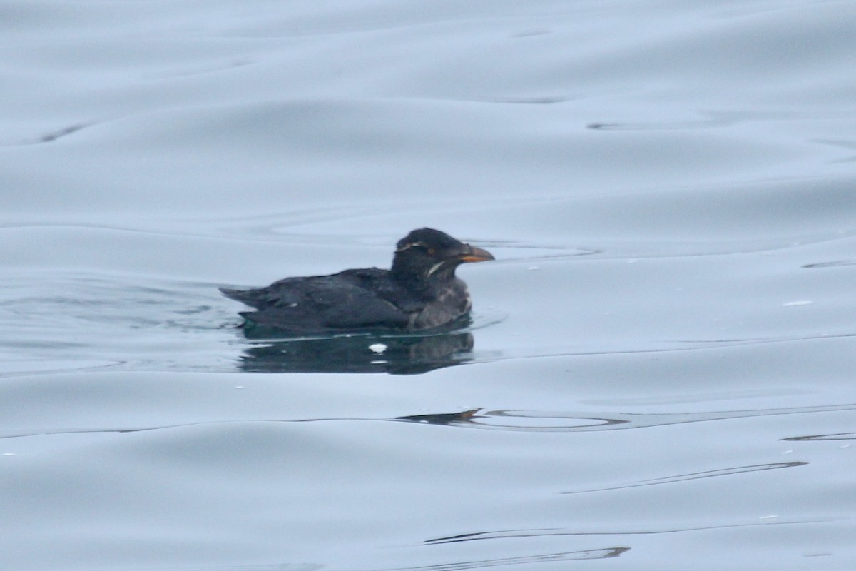 Rhinoceros Auklet - ML643263527