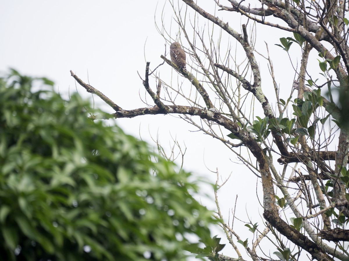 Asian Barred Owlet - ML643263534