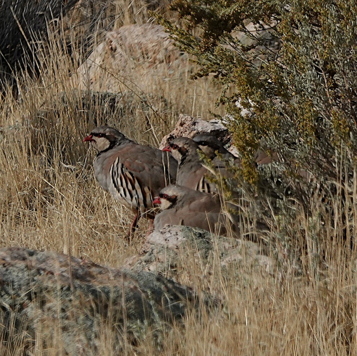 Chukar - ML643263535