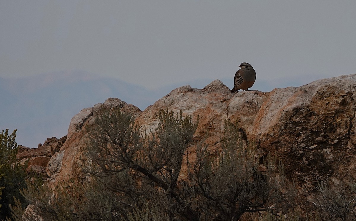Chukar - ML643263537