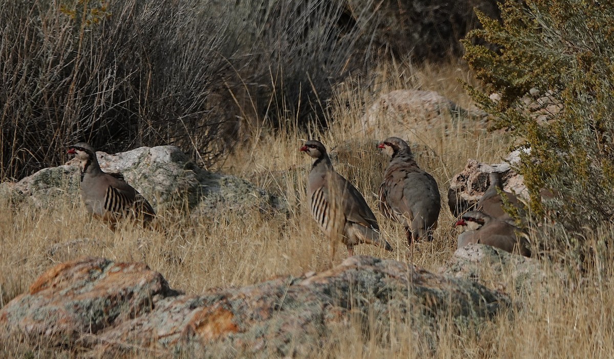 Chukar - ML643263538