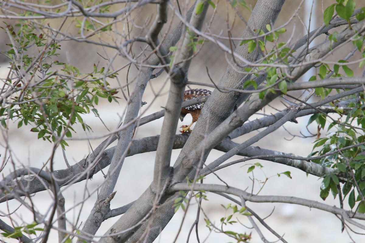 Red-shouldered Hawk - ML643263551