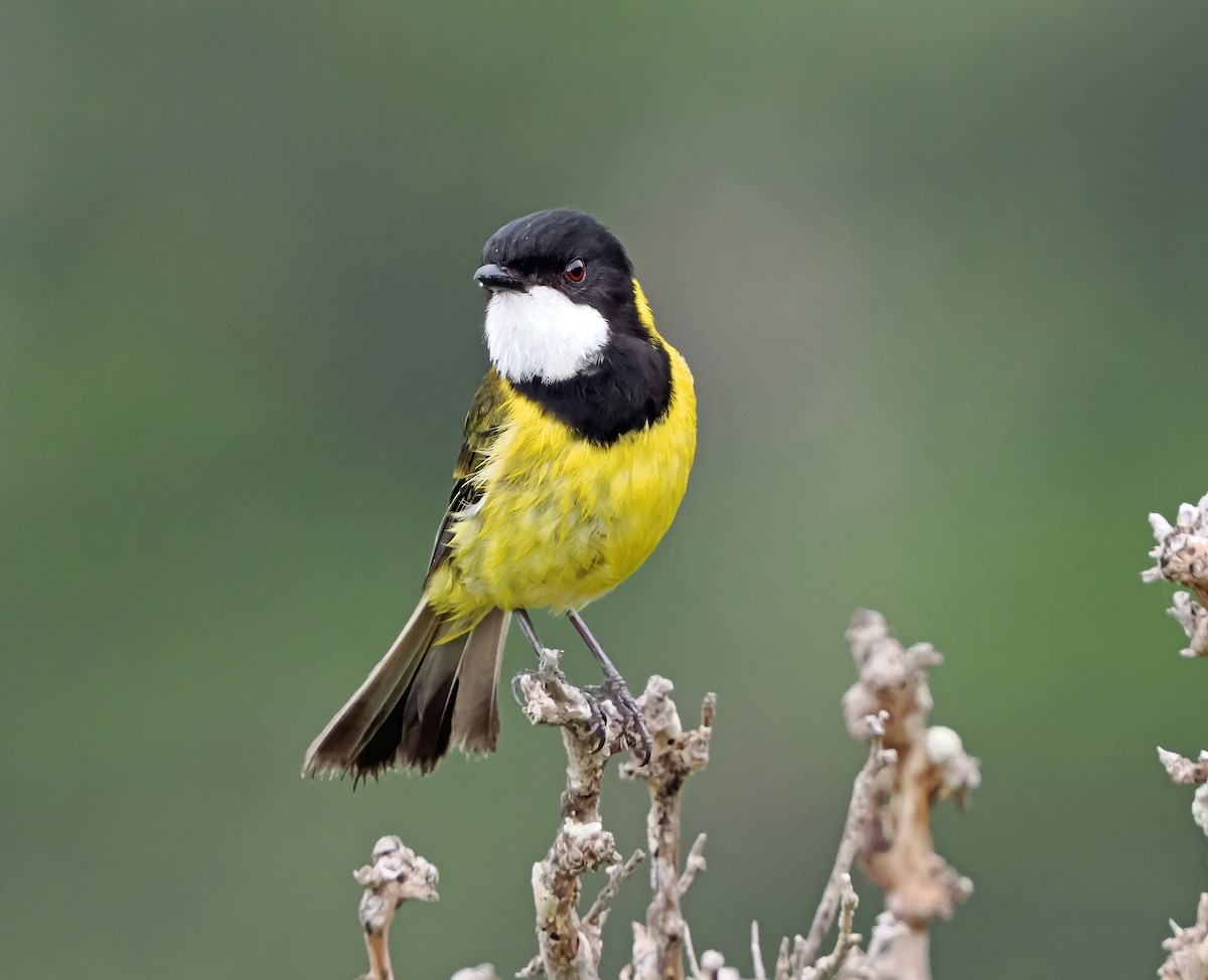 Golden Whistler (Eastern) - ML643263575