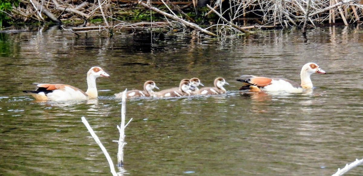 Egyptian Goose - ML643263589