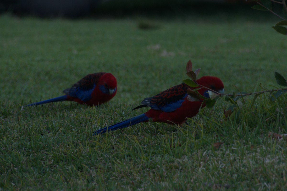 アカクサインコ - ML643263591