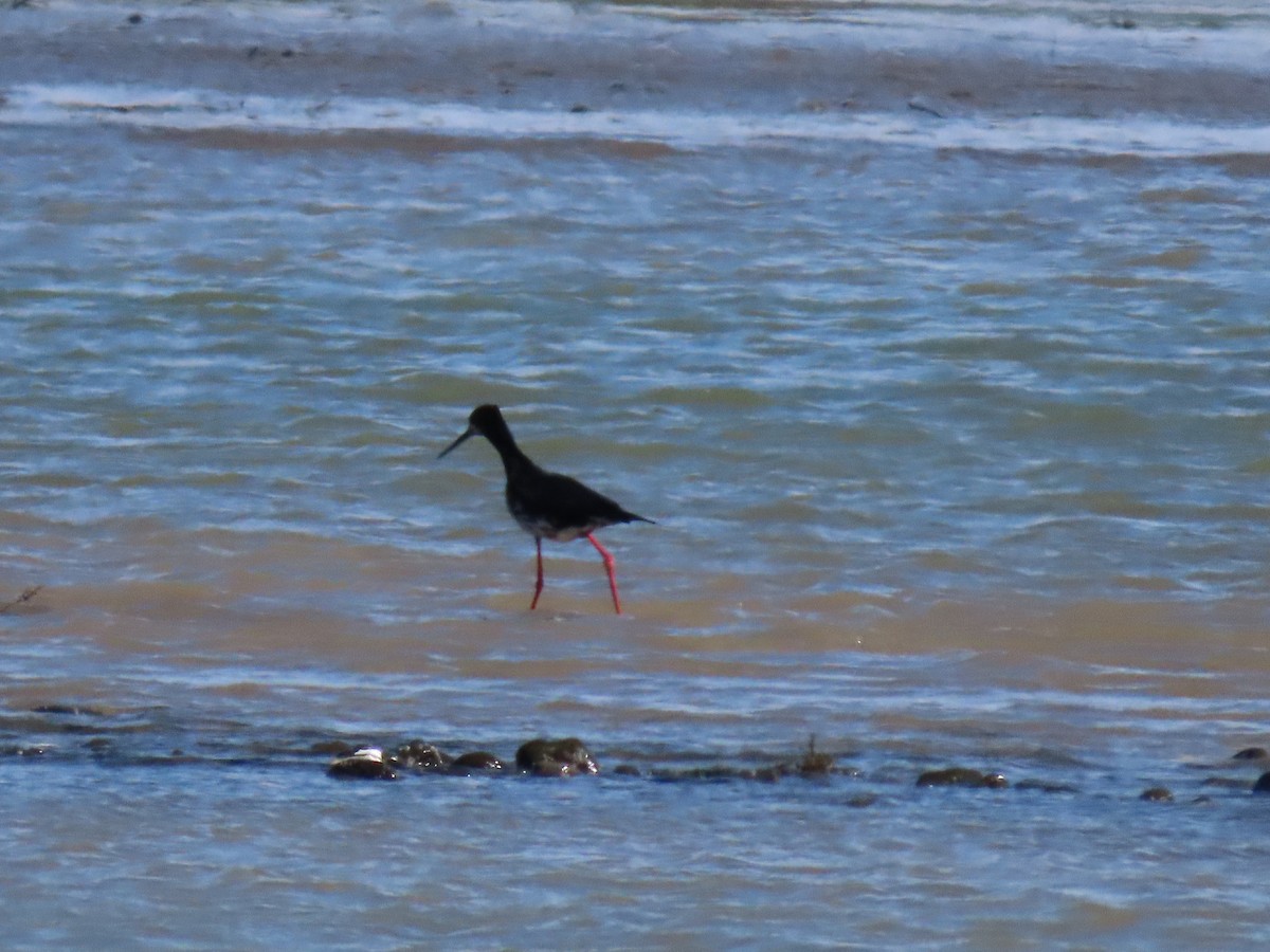 Pied x Black Stilt (hybrid) - ML643263599