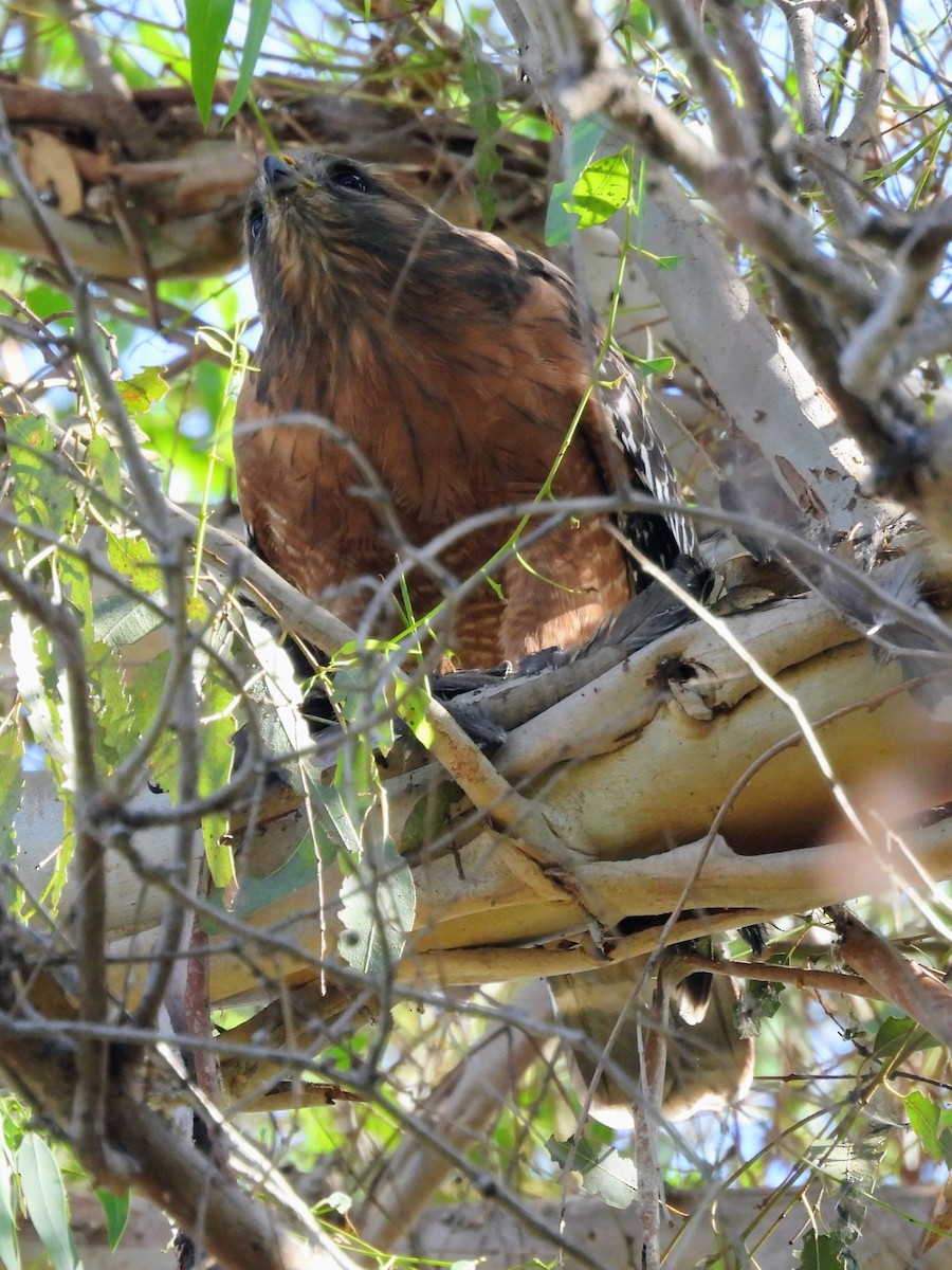Red-shouldered Hawk - ML643263602
