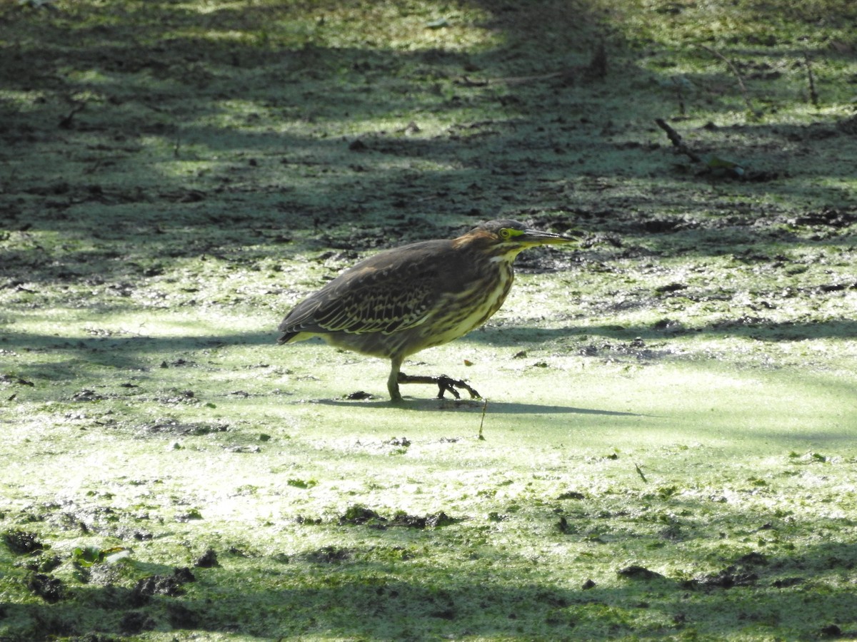 Green Heron - ML643263603