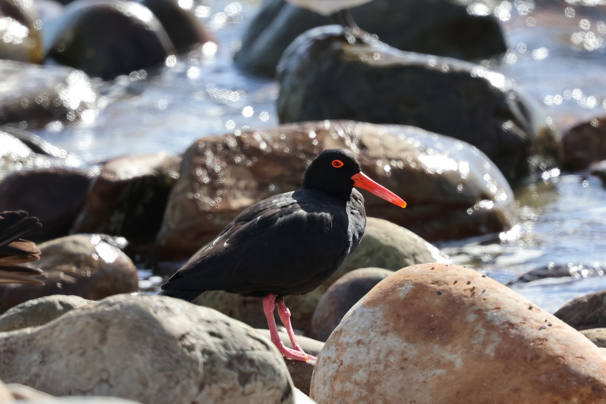 Sooty Oystercatcher - ML643263619