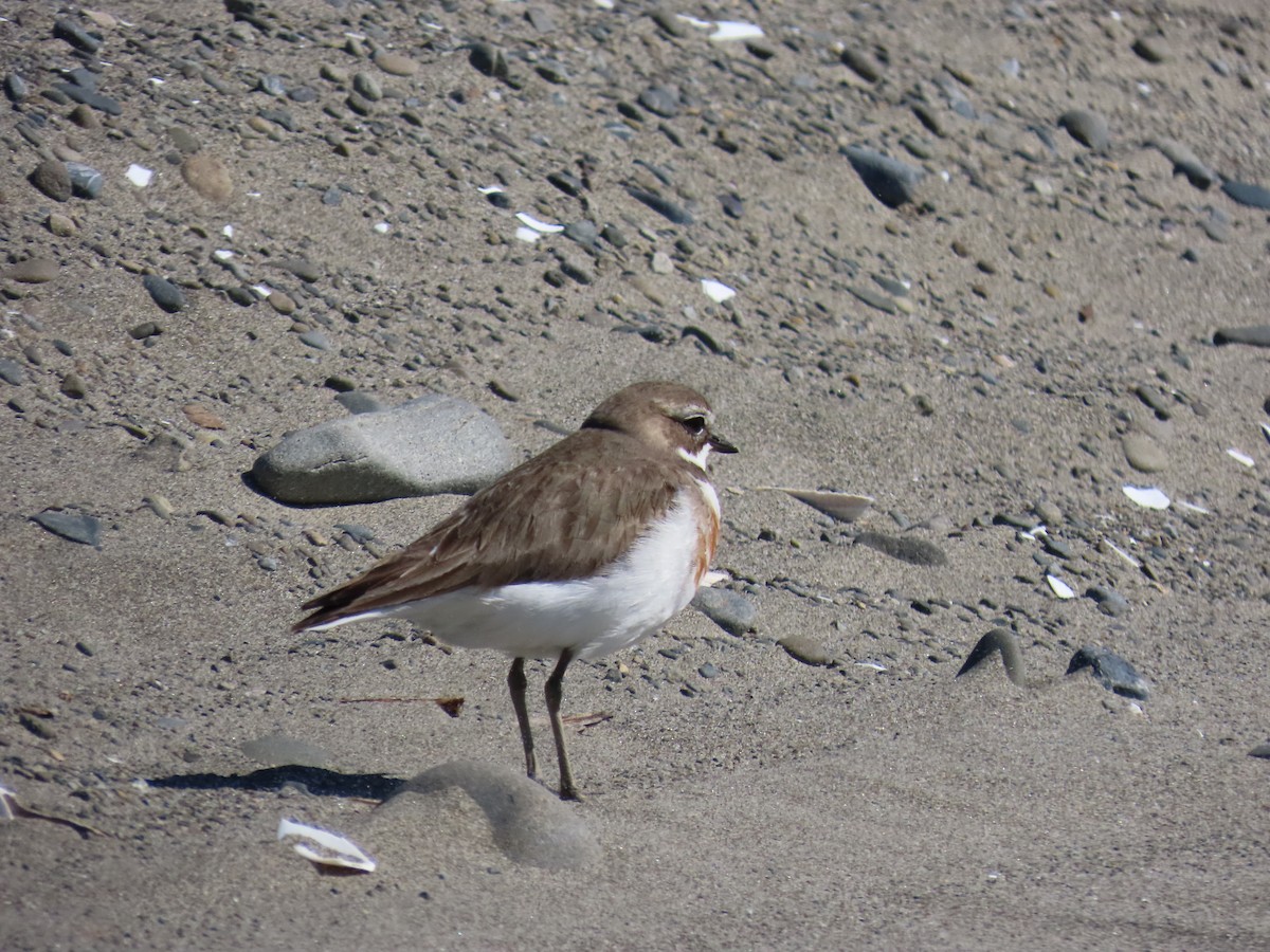 Double-banded Plover - ML643263625