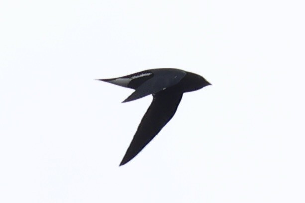 Martinet géant - ML643263649