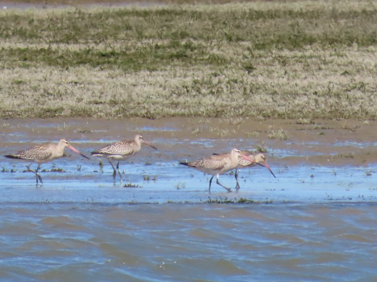Bar-tailed Godwit - ML643263662