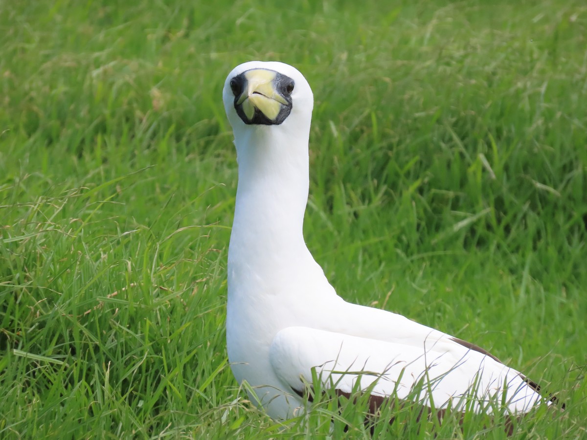 Masked Booby - ML643263664