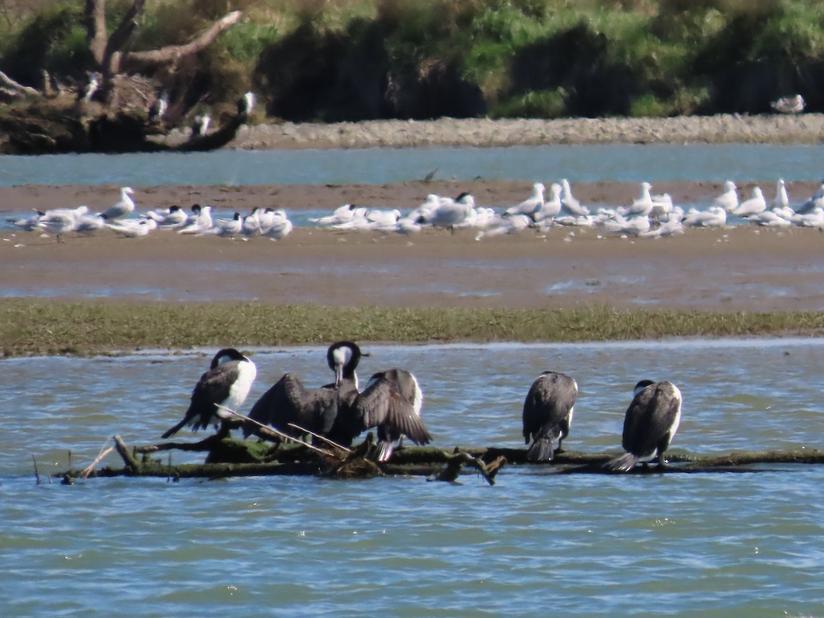 Pied Cormorant - ML643263685