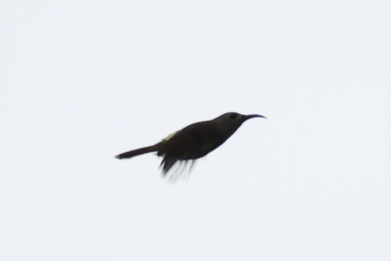 Black-throated Sunbird - ML643263701