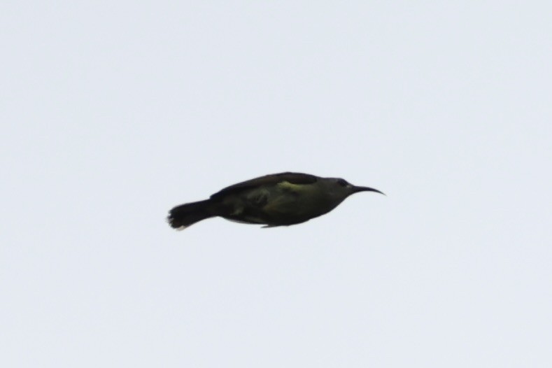 Black-throated Sunbird - ML643263702