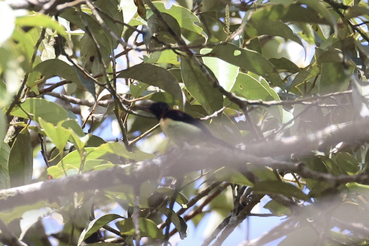 Black-throated Sunbird - ML643263704