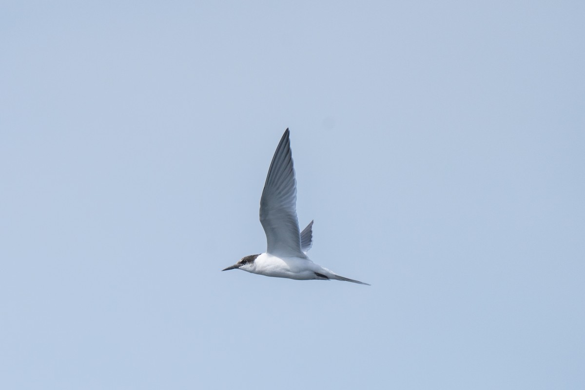 Roseate Tern - ML643263711