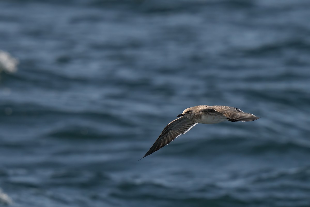 Laughing Gull - Tianshuo Wang