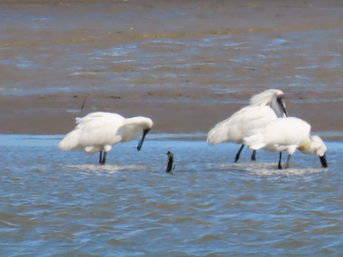 Royal Spoonbill - ML643263743