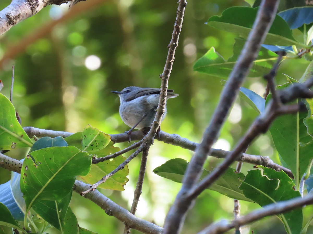 Norfolk Island Gerygone - ML643263752