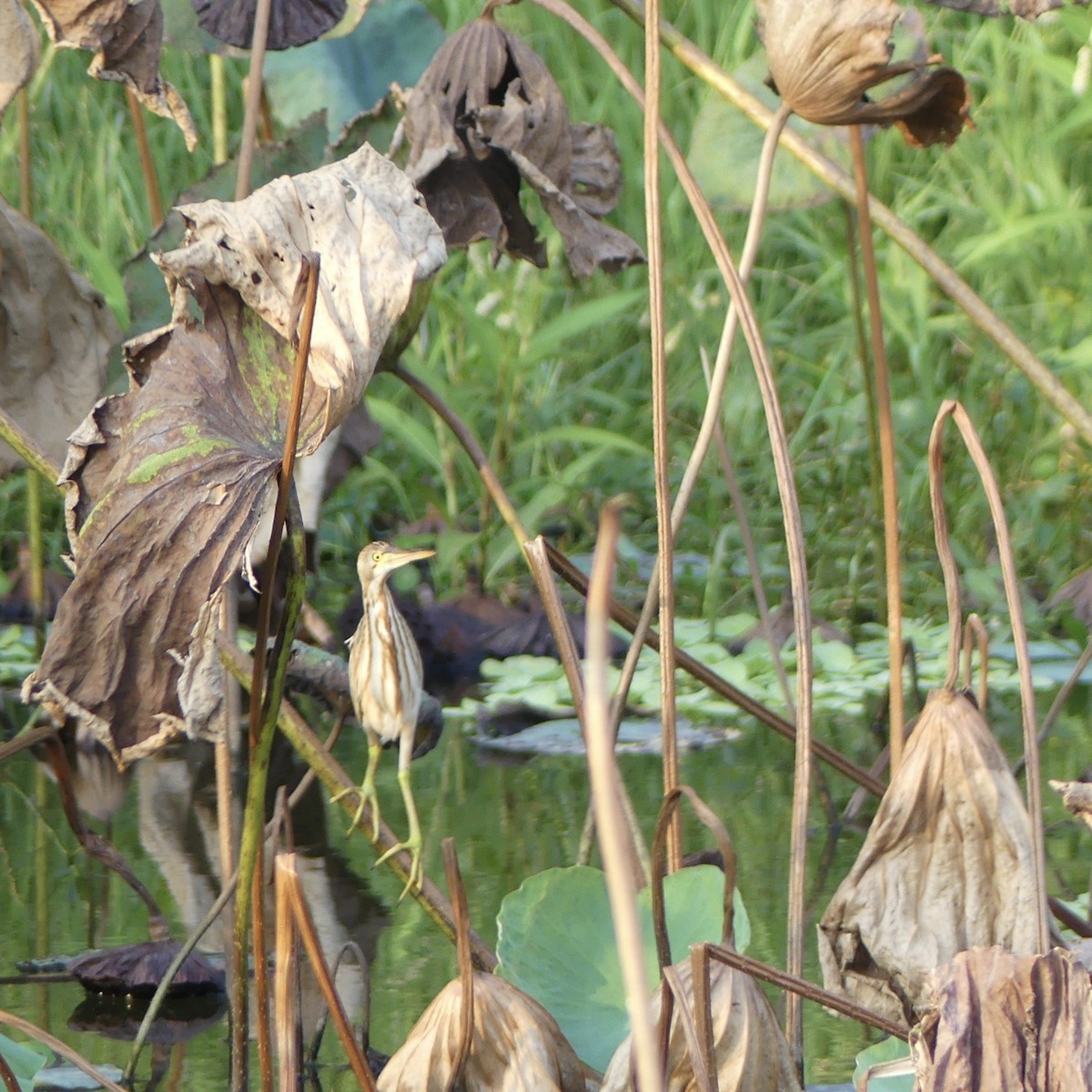 Yellow Bittern - ML643263761