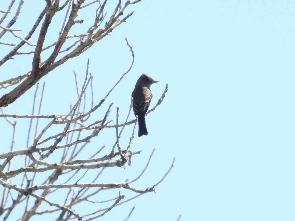 Western Wood-Pewee - ML643263765
