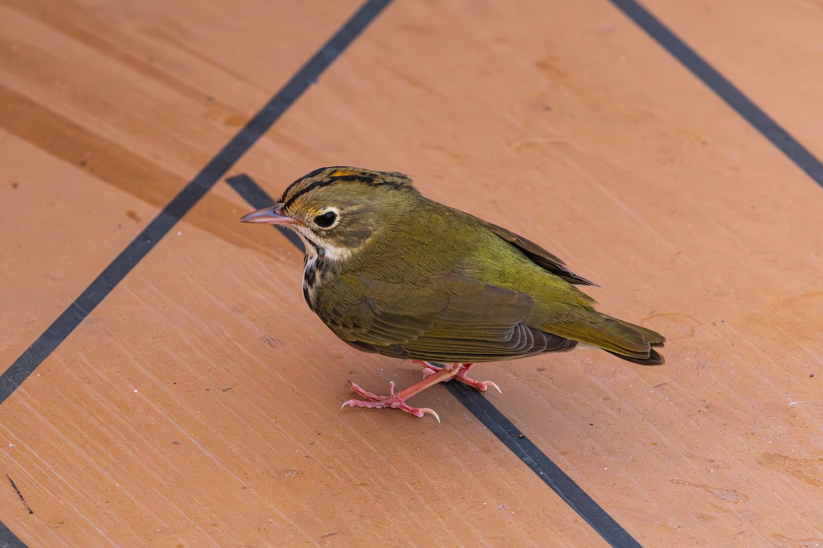 Ovenbird - ML643263771