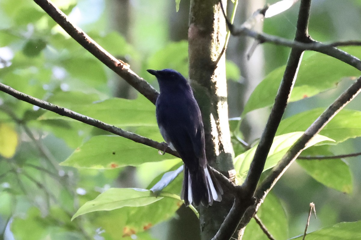 White-tailed Flycatcher - ML643263772