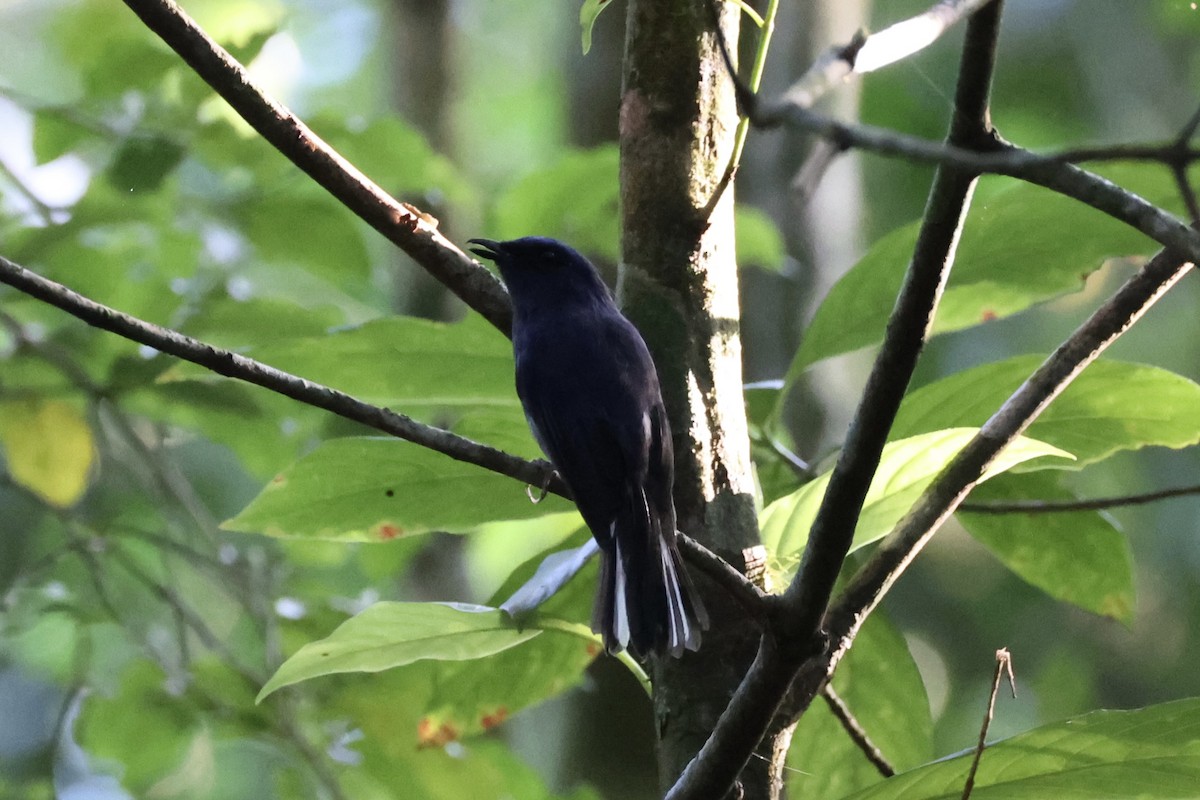 White-tailed Flycatcher - ML643263773