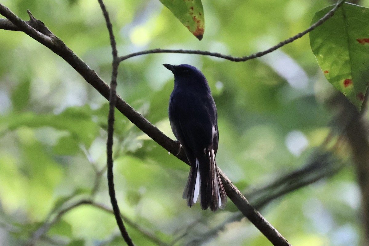 White-tailed Flycatcher - ML643263774