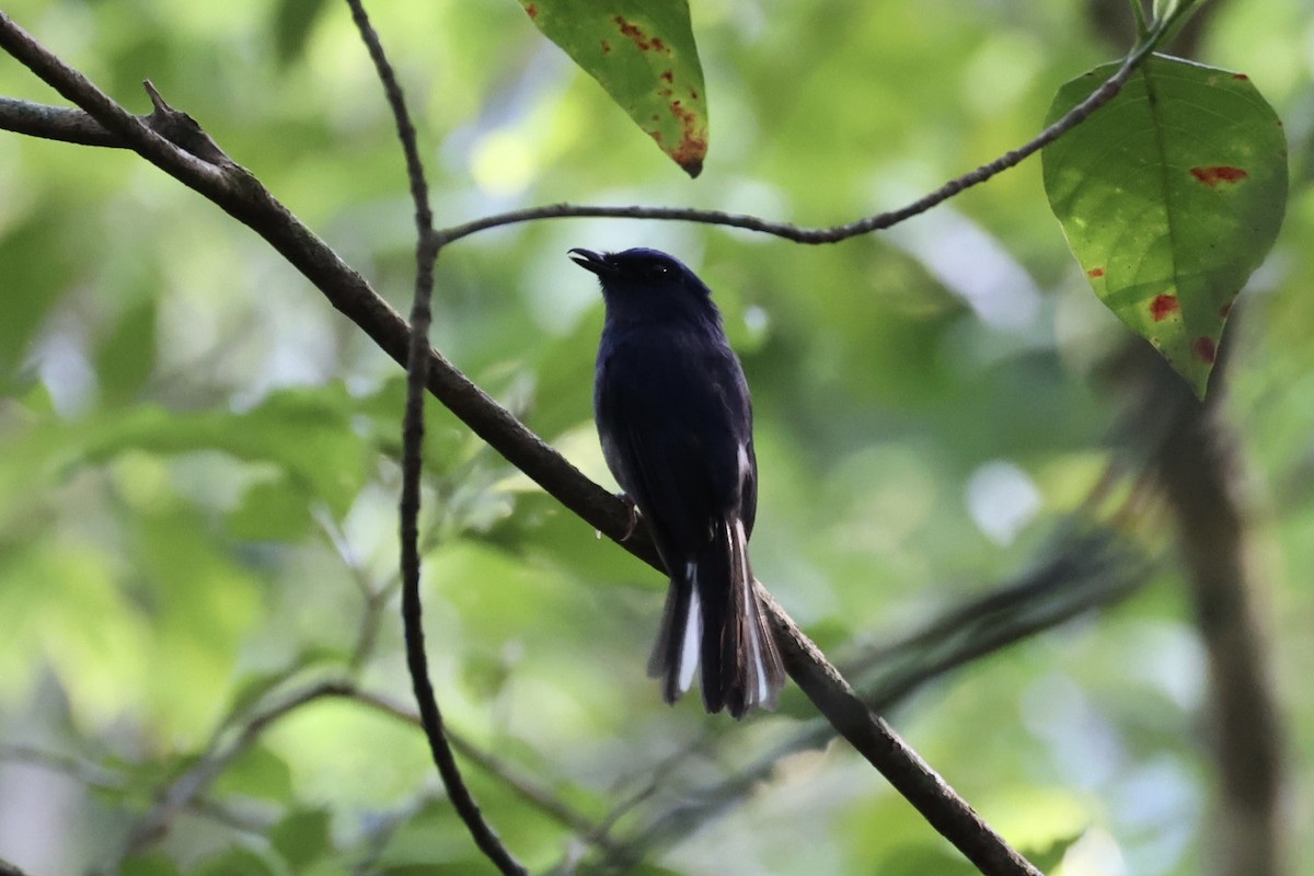 White-tailed Flycatcher - ML643263775