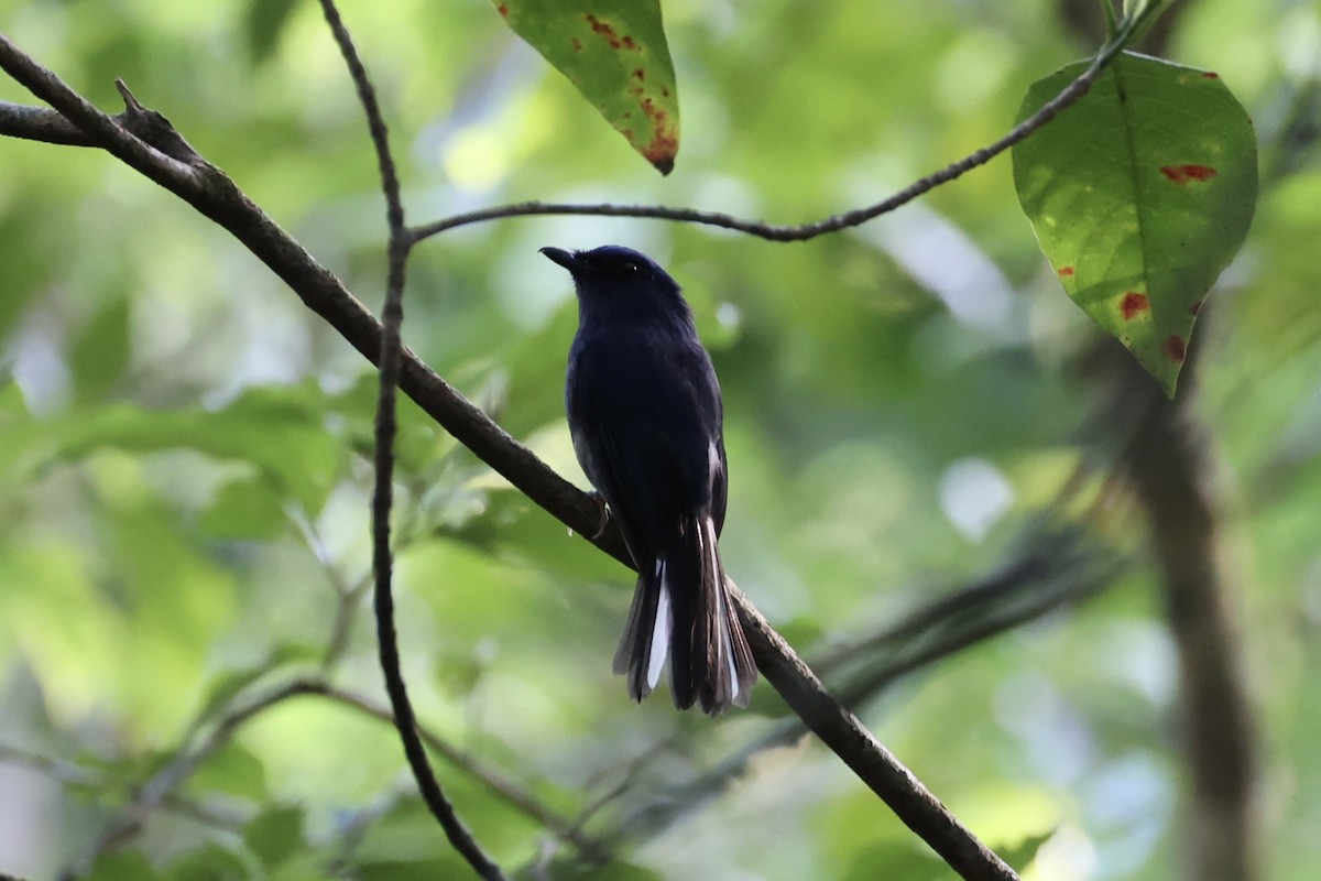 White-tailed Flycatcher - ML643263776