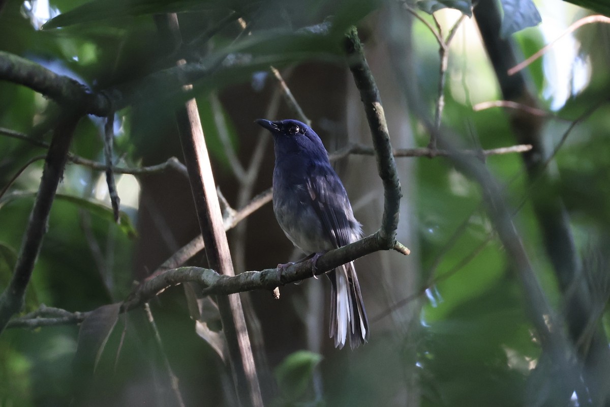 White-tailed Flycatcher - ML643263779
