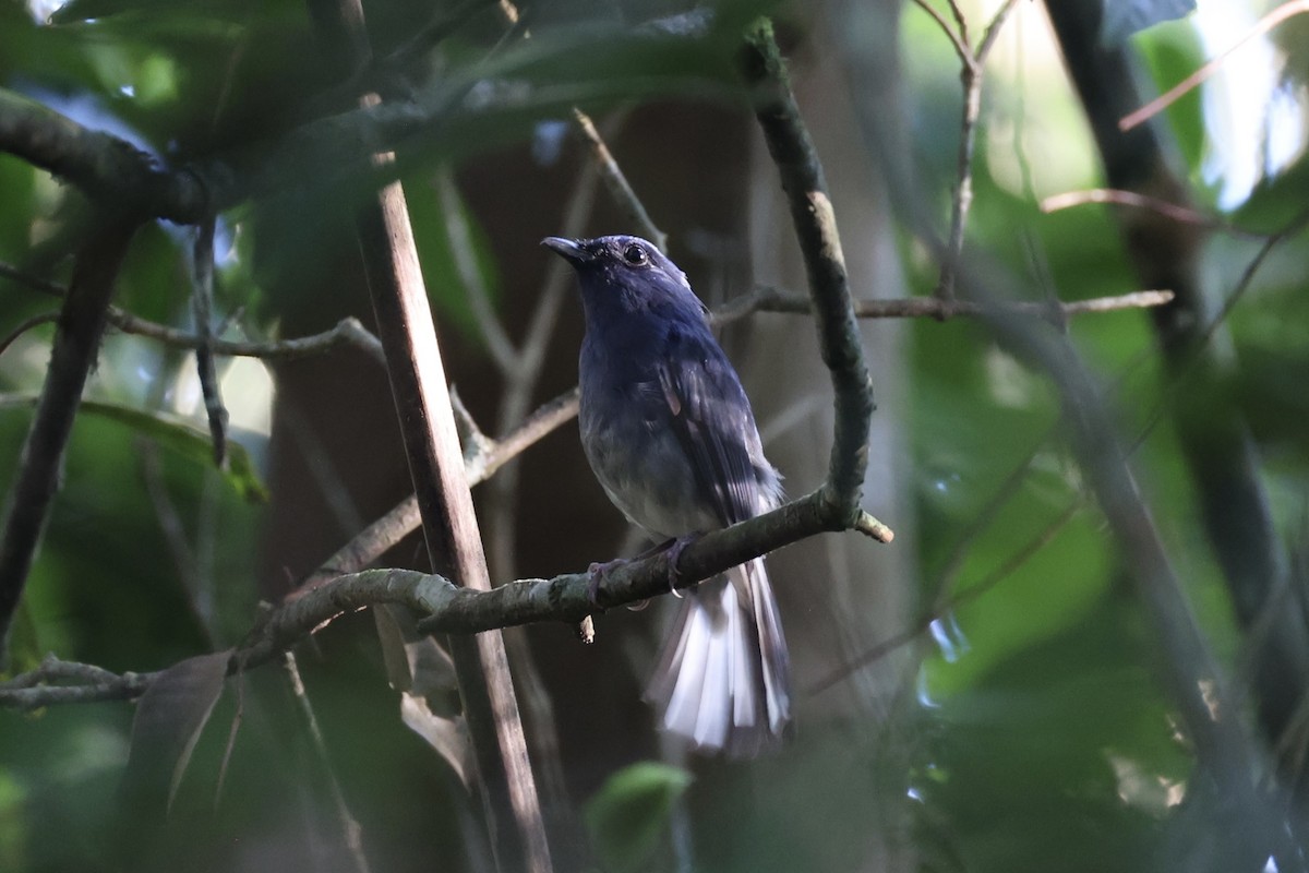 White-tailed Flycatcher - ML643263780