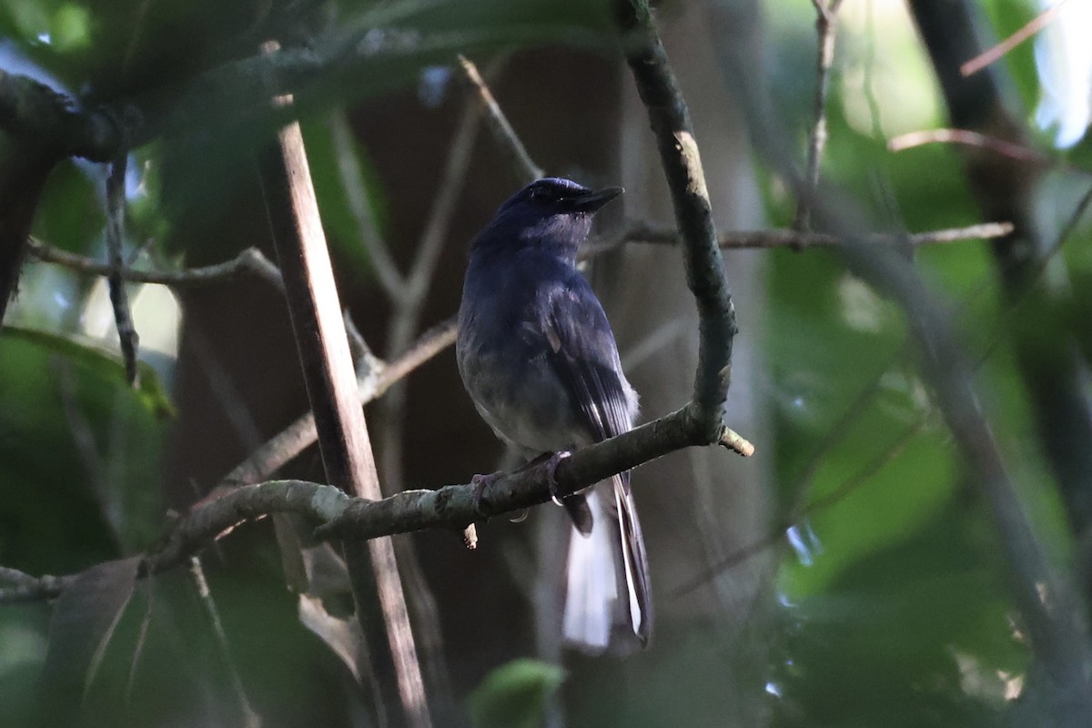 White-tailed Flycatcher - ML643263781