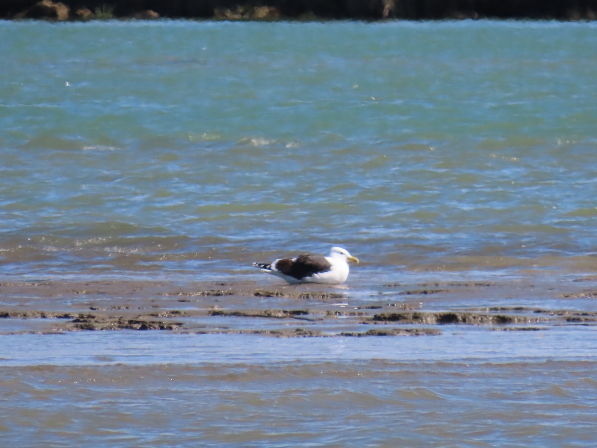 Kelp Gull - ML643263798