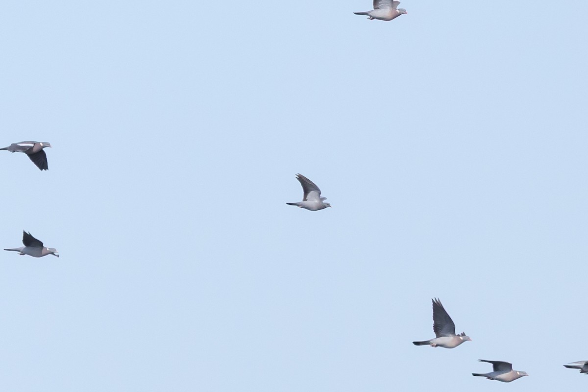 holub doupňák - ML643263804