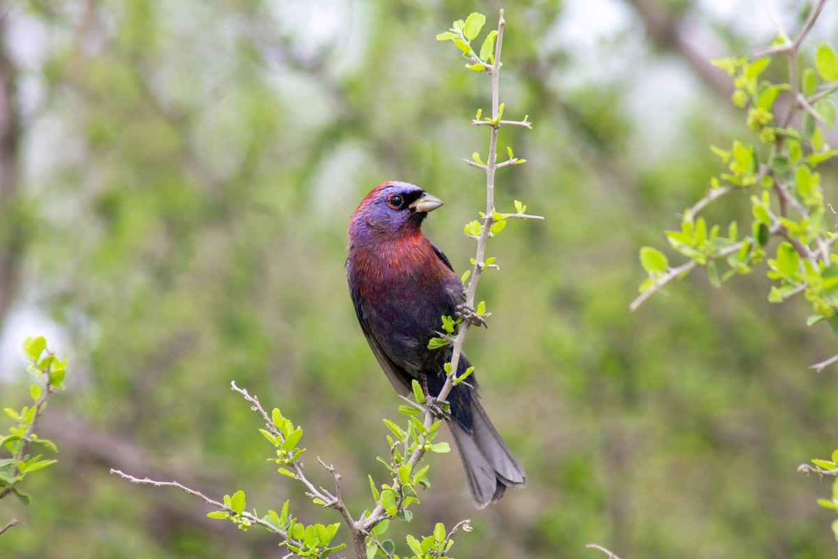 Varied Bunting - ML643263818