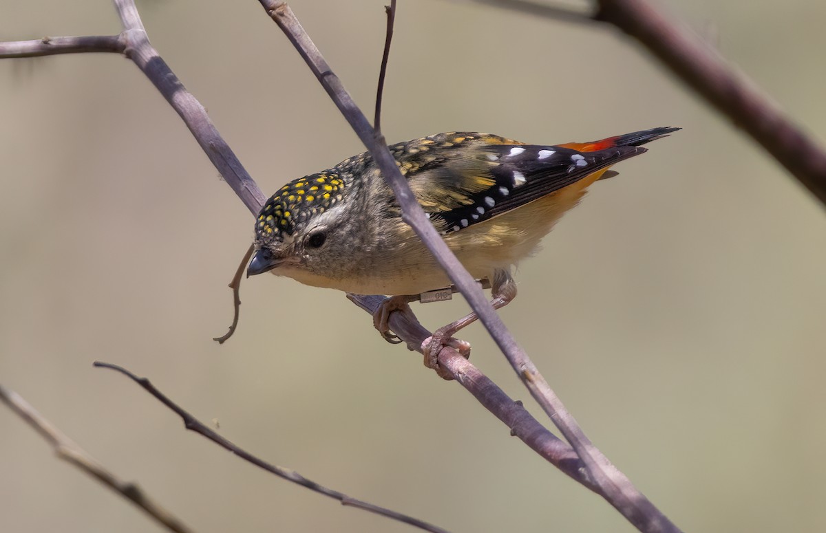 ホウセキドリ - ML643263829