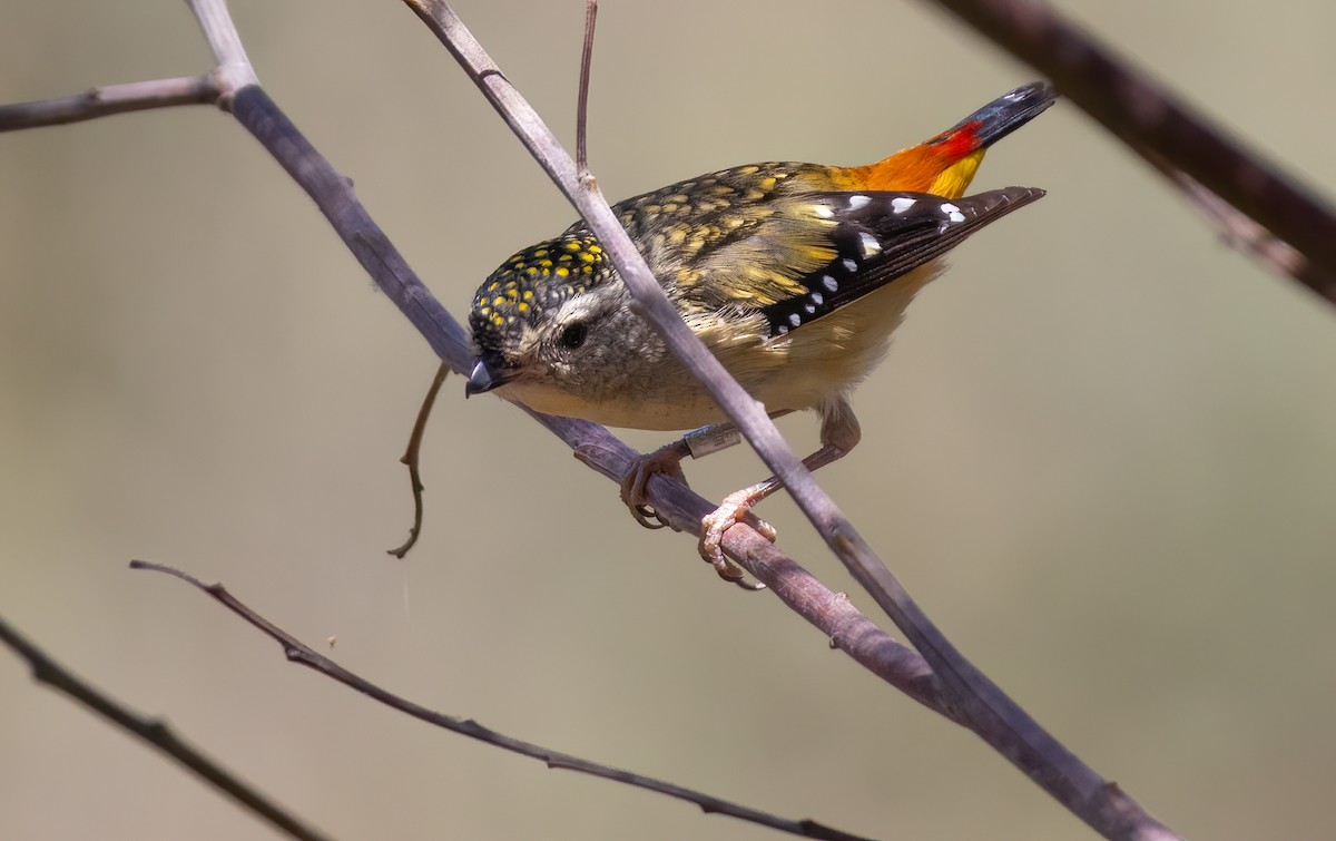 ホウセキドリ - ML643263831