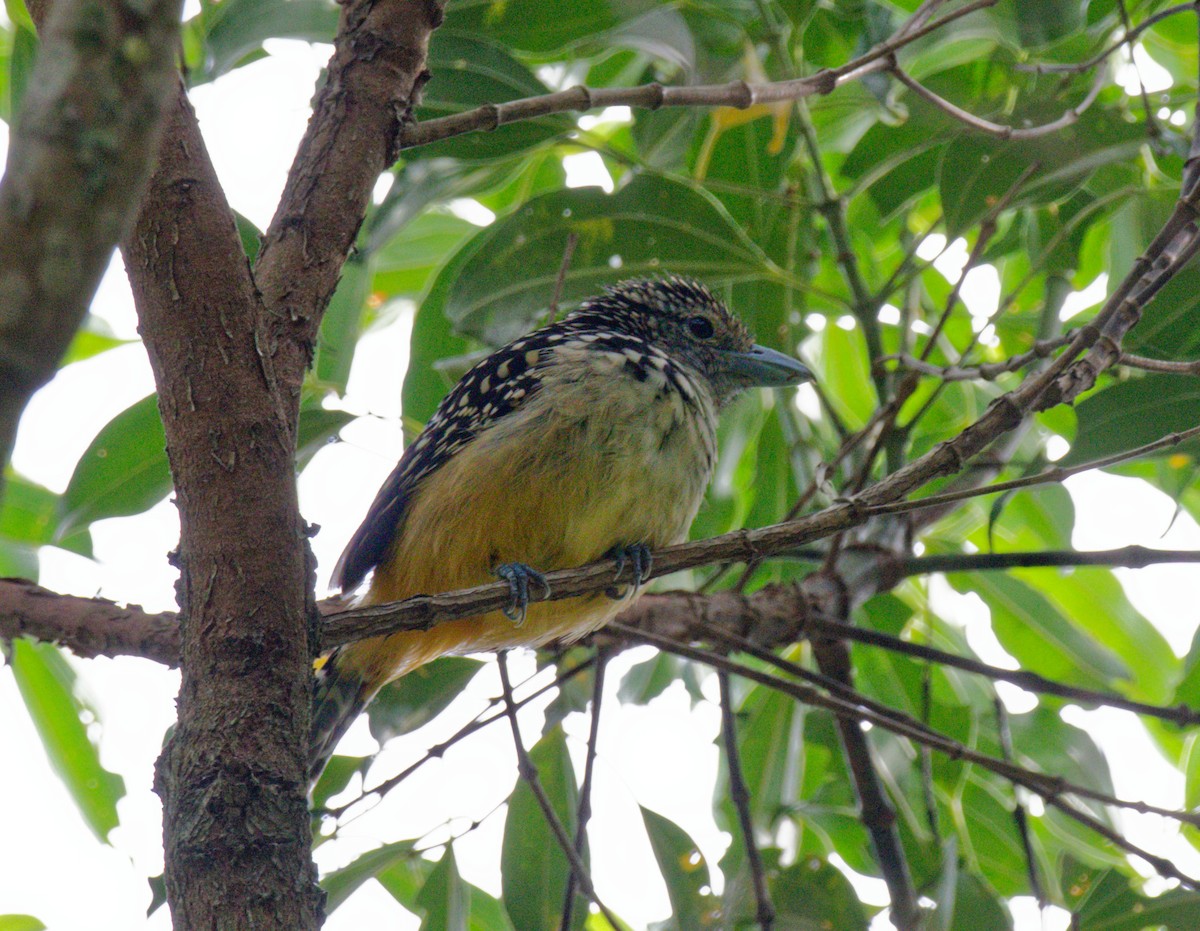 Spot-backed Antshrike - ML643263836