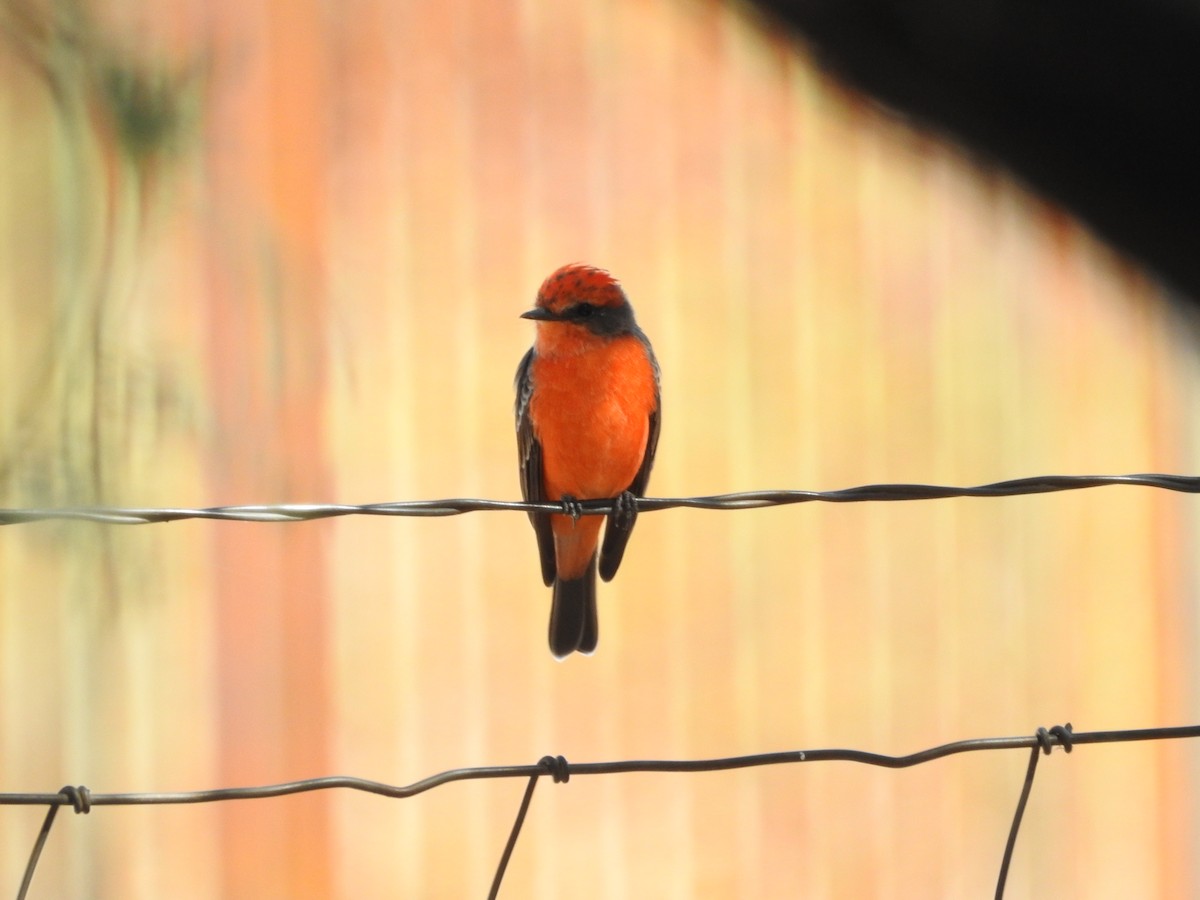 Vermilion Flycatcher - ML643263839