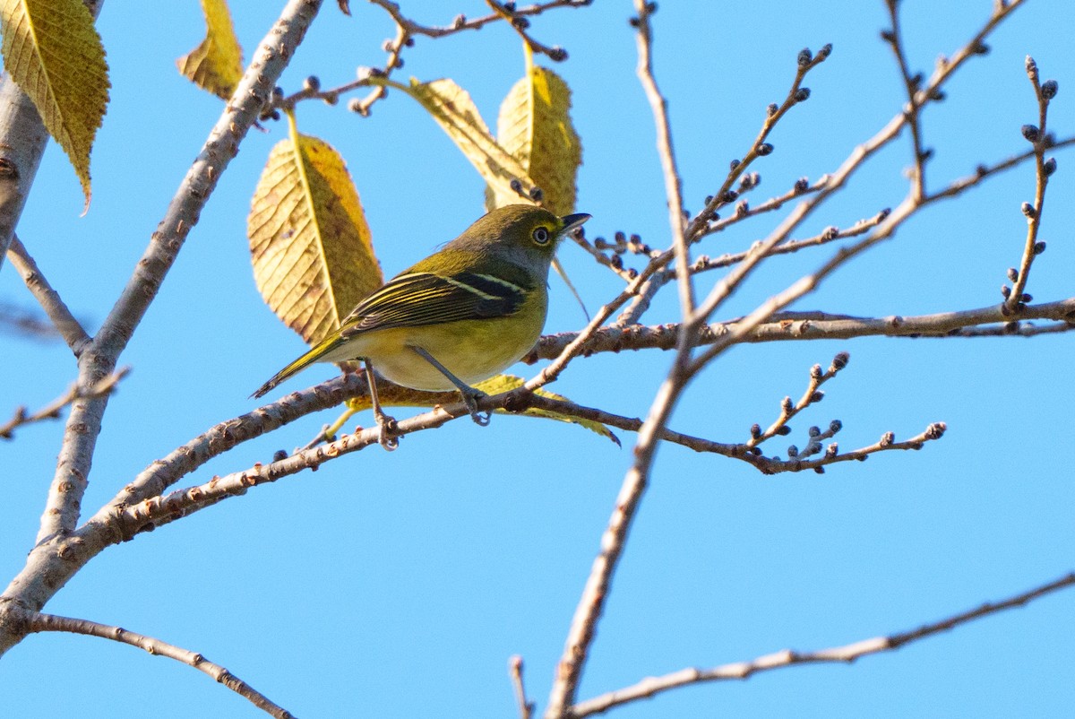 White-eyed Vireo - ML643263840