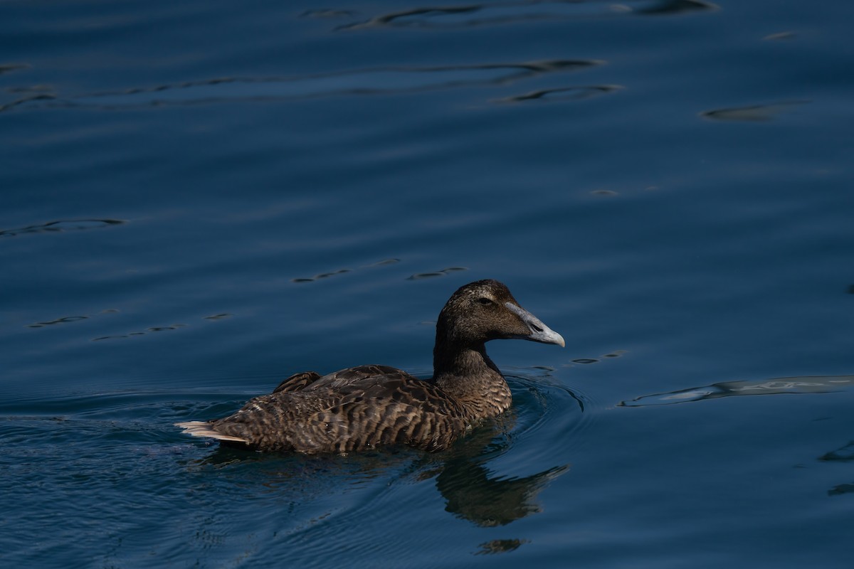 Common Eider - ML643263862